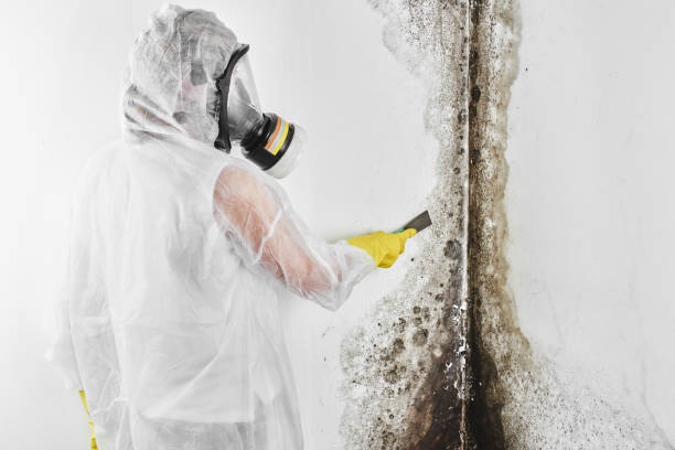 Best Residential Mold Remediation in Winters, CA