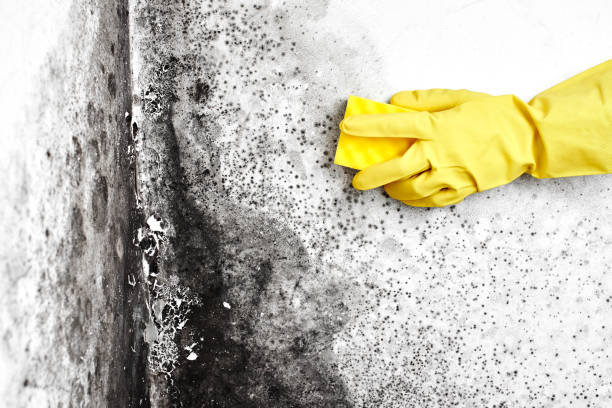 Best Industrial Mold Remediation in Winters, CA