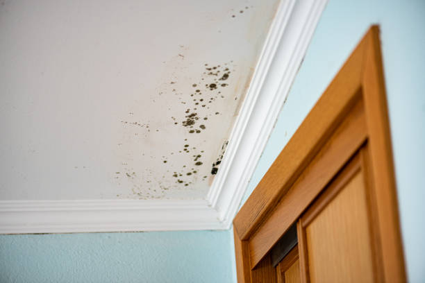 Best Kitchen Mold Remediation in Winters, CA