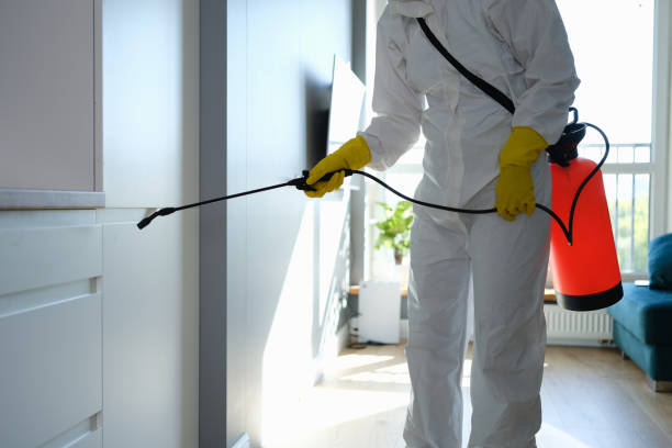 Best Basement Mold Remediation in Winters, CA