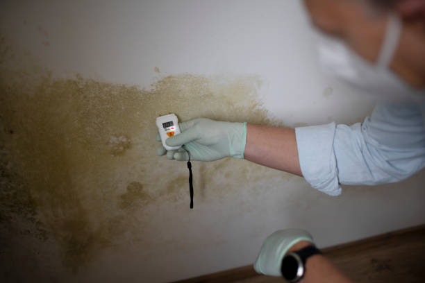 Best Commercial Mold Remediation in Winters, CA
