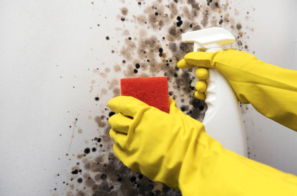 Best Mold Remediation for Specific Building Types in Winters, CA