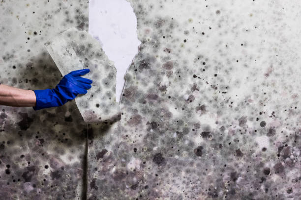 Best Emergency Mold Remediation in Winters, CA